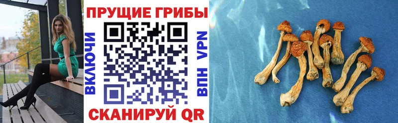 Псилоцибиновые грибы Psilocybine cubensis  Эртиль 